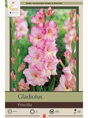 Gladiolus Priscilla 10PK