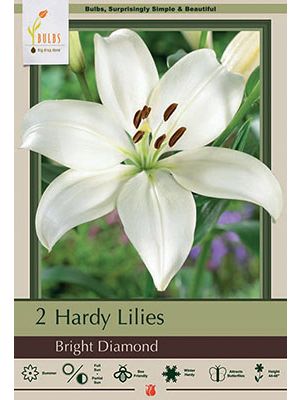 Lilum Bright Diamonds 2PK