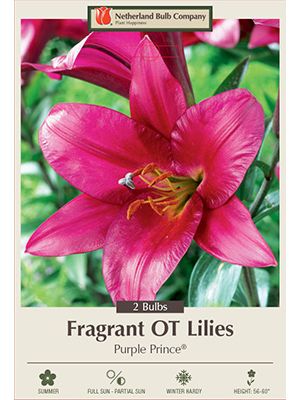 Lilum OT Purple Prince 2PK