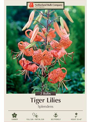 Lilum Tigrinum Splendens 2PK