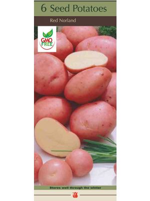 Potato Red Norland 1#