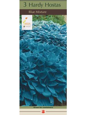 Hosta Blue Mix 3PK
