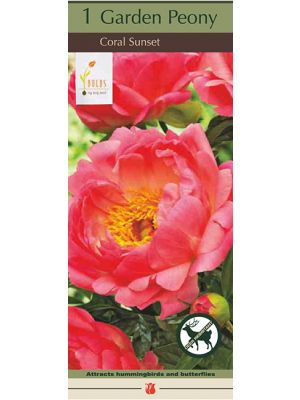 Paeonia Coral Sunset 1PK