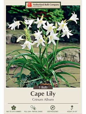 Crinum Album 1PK