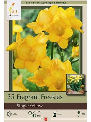 Freesia Single Yellow 15Pk