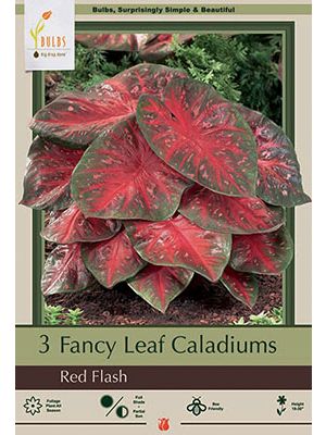 Caladium Red Flash 3PK