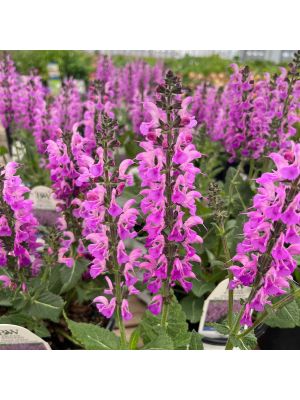 Salvia Color Spires Back to the Fuchsia