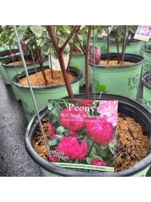 Peony Sarah Bernhardt Red