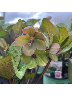 Lenten Rose Frostkiss Cheryl's Shine