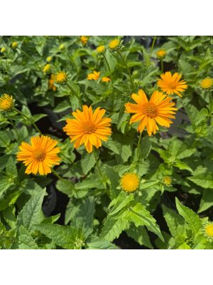 Heliopsis Tuscan Gold
