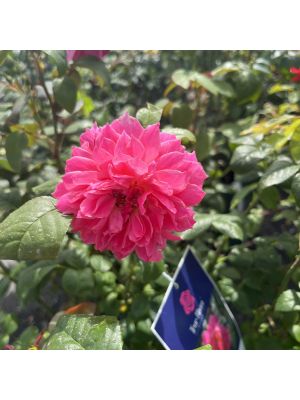 Rose Hybrid Tea True Bloom True Inspiration