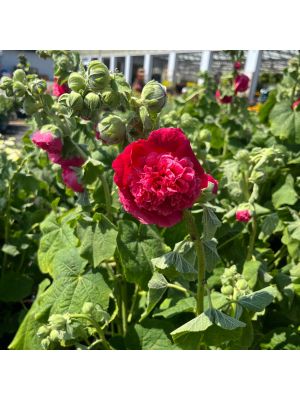 Hollyhock Chater's Double Scarlet