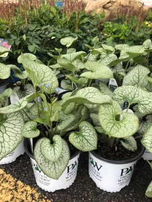 Brunnera Queen of Hearts