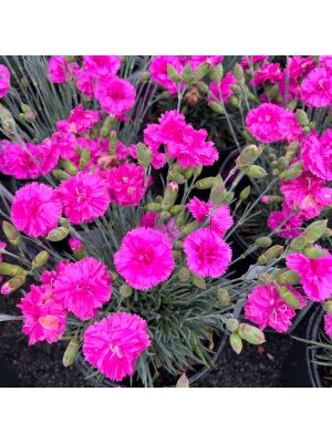 Dianthus Tickled Pink