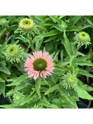 Coneflower Sunseeker Salmon