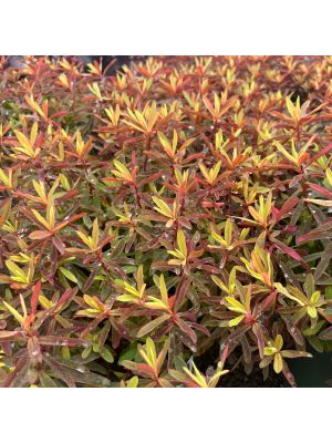 Cushion Spurge Bonfire