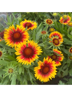 Blanket Flower Arizona Sun