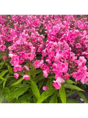 Phlox Bubblegum Pink