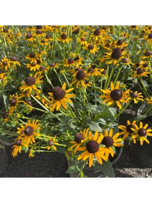 Black-Eyed Susan Little Goldstar