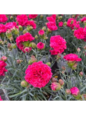 Dianthus Fruit Punch Raspberry Ruffles