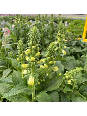 Foxglove Dalmation Creme