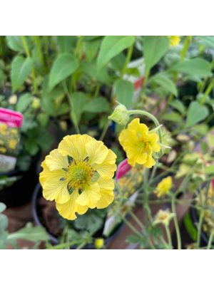 Avens Banana Daiquiri