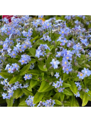 Forget Me Not Mon Amie Blue