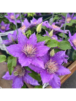 Clematis Bijou