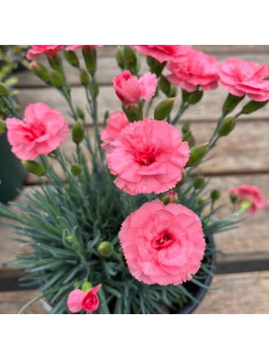 Dianthus First Scent Romance