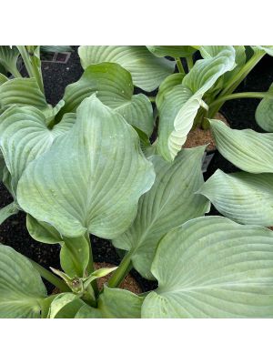 Hosta Blue Angel