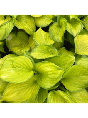 Hosta Stained Glass