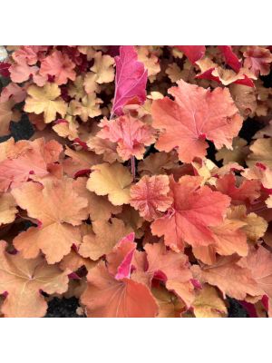 Coral Bells Caramel
