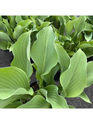 Hosta Krossa Regal