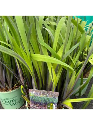 Iris Versicolor Purple Flame