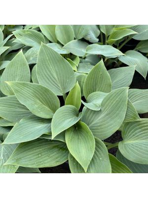 Hosta Halcyon