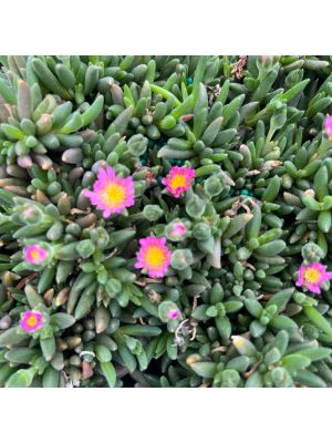 Ice plant Jewel Desert Rose Quartz