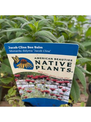 Bee Balm Jacob Cline