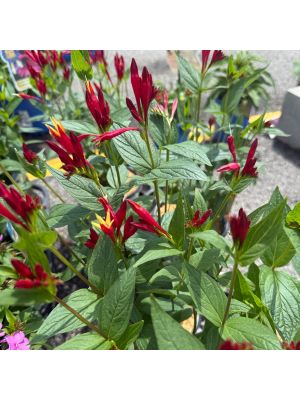 Indian Pink Little Redhead