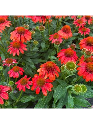 Coneflower Sombrero Fiesta Orange