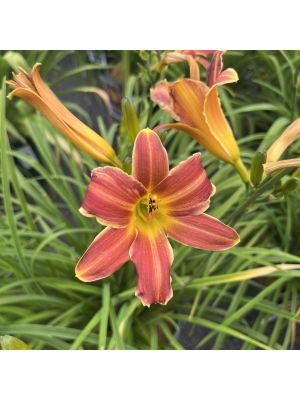 Daylily Never Ending Red Velvet