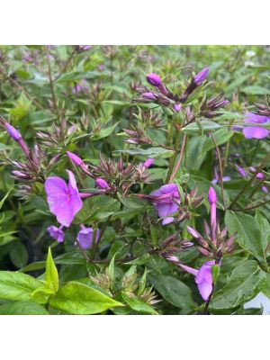 Phlox Cloudburst