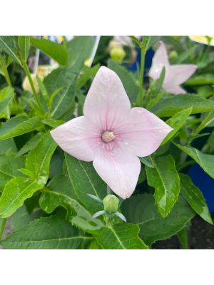 Balloon Flower Popstar Pink