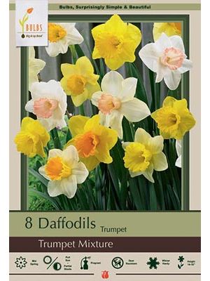 Narcissus Trumpet Mix 7PK