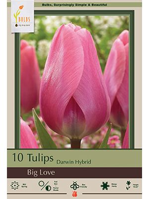 Tulip Big Love 7 PK