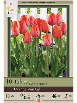 Tulip Orange Van Eijk 7PK