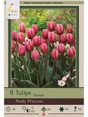 Tulip Pretty Princess 7PK