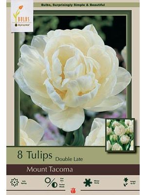 Tulip Mount Tacoma 7PK