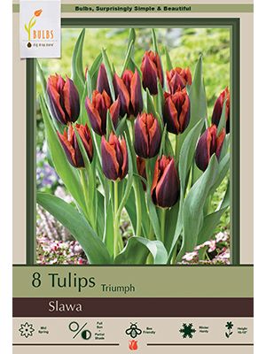 Tulip Slawa 7PK