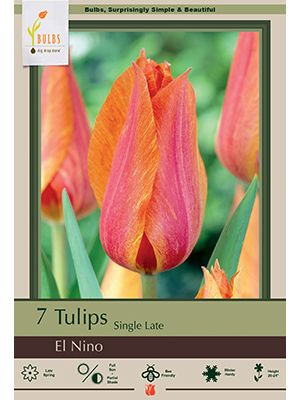 Tulip El Nino 7 PK