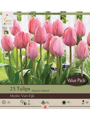 Tulip Mystic van Eijk 16PK